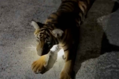 Cub connected to Chachoengsao farm