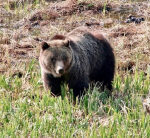 Canada male assaulted by grizzly bear while tracking black bear