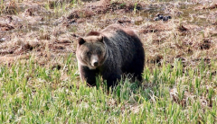 Canada male assaulted by grizzly bear while tracking black bear