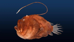 A brand-new researchstudy brightens the development of deep-sea anglerfish