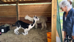 Castaway alpacas type notlikely bond at B.C. animal sanctuary