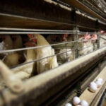 Farmers should eliminate 4.2 million chickens after bird influenza strikes Iowa egg farm