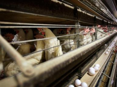 Farmers should eliminate 4.2 million chickens after bird influenza strikes Iowa egg farm
