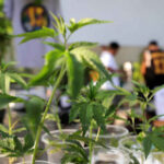 Weed treatment expenses dive to B20bn: Ministry
