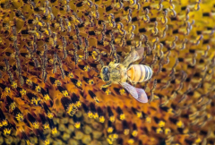 Bee variety is lower in wealthier Boulder areas