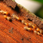 An efficient method to getridof termites