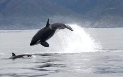 The specialized searching methods of killer whales