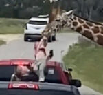 View: Toddler is plucked out of mom’s hands by a giraffe