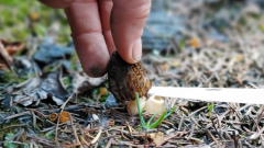 Post-wildfire mushroom selecting rush in B.C. triggering disputes