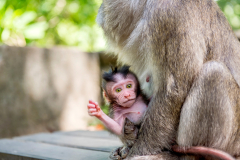 Infant Baboon brain anticipates hand choice for interaction