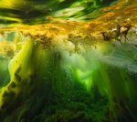 A typical ocean algae assists cool the Earth’s environment