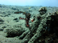 Earliest marine plant discovered by hereditary clock