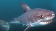 New indications caution of fantastic white sharks in the works for some N.S. beaches