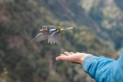 Birds adjust flight mechanics utilizing lungs