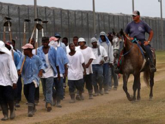 As temperaturelevels skyrocket, judge informs Louisiana to aid secure detainees working in fields