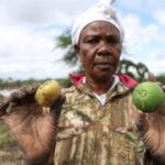 Kenya’s remarkable flooding sweeps away a main part of the economy: Its farms