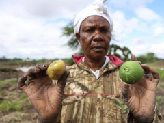 Kenya’s remarkable flooding sweeps away a main part of the economy: Its farms