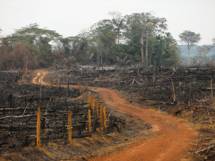 Colombia logging fell to historical low last year