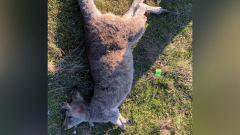 Lots of kangaroos shot, run down in local Victoria