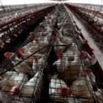 3 Colorado poultry employees catch presumed bird influenza as U.S. cases creep upward