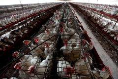 3 Colorado poultry employees catch presumed bird influenza as U.S. cases creep upward