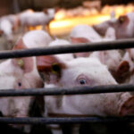 African swine fever breakouts dispersing in Vietnam