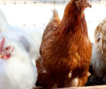 Severe heat might have increased spread of H5N1 at poultry farm