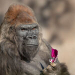 Winston, renowned gorilla amongst the earliest in the world, passesaway at San Diego Zoo Safari Park