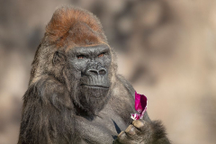 Winston, renowned gorilla amongst the earliest in the world, passesaway at San Diego Zoo Safari Park