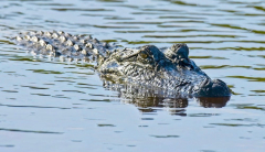 Alligator sighting in Washington State triggers examination