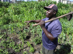 Farmers in Africa state their soil is passingaway and chemical fertilizers are in part to blame