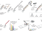Signal amplification by cyclic extension enables high-sensitivity single-cell mass cytometry