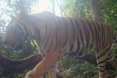 Govt invites appreciation for tiger defense