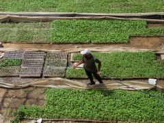 ‘This is my just hope’ states Palestinian who farms to battle appetite