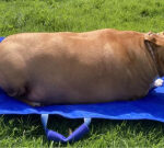 Auckland female senttoprison for 2 months after stoppingworking to care for pet so overweight it might not relocation