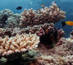 Fantastic Barrier Reef threatened by mostpopular oceans in 400 years, researchstudy discovers