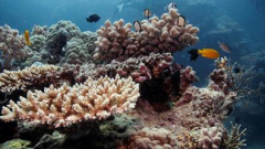 Fantastic Barrier Reef threatened by mostpopular oceans in 400 years, researchstudy discovers