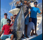 Uncommon ‘cow’ tuna landed off Cabo San Lucas as bite warms up