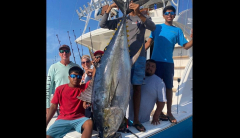 Uncommon ‘cow’ tuna landed off Cabo San Lucas as bite warms up