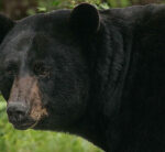 3-year-old woman sleeping in campingtent assaulted by a black bear