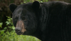 3-year-old woman sleeping in campingtent assaulted by a black bear