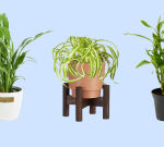 Best Low-Light Indoor Plants 2024