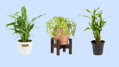 Best Low-Light Indoor Plants 2024