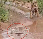 Tiger, cobra in standoff throughout hardlyever experienced encounter; video