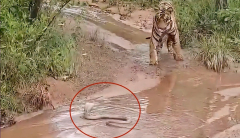 Tiger, cobra in standoff throughout hardlyever experienced encounter; video