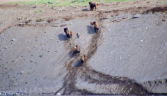 River crossing turns risky for Yellowstone bison calves