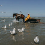 ‘Kings of the world’: The last of the horseback shrimp fishers