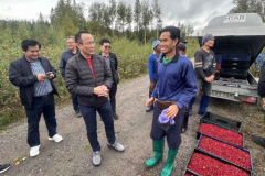 Labour Ministry gosto berry pickers in Sweden