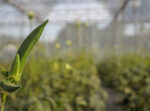 Refugees Settled in New Hampshire Turn to Farming