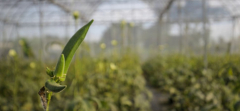 Refugees Settled in New Hampshire Turn to Farming